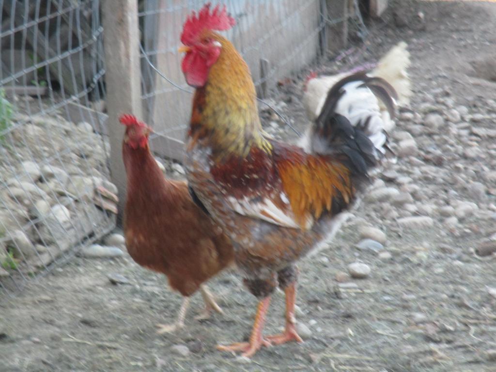 Gabersdorf Stefflhofヴィラ エクステリア 写真
